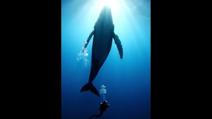 老阿姨哔哩哔哩b站肉片入口 - 深蓝星球：探索海洋深处的未知世界